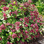 Sedum breweri - x Glen Chantry - Sedum, Stonecrop - 2nd Image